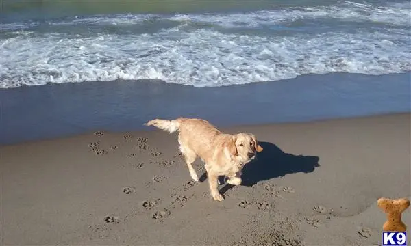 Golden Retriever female dog